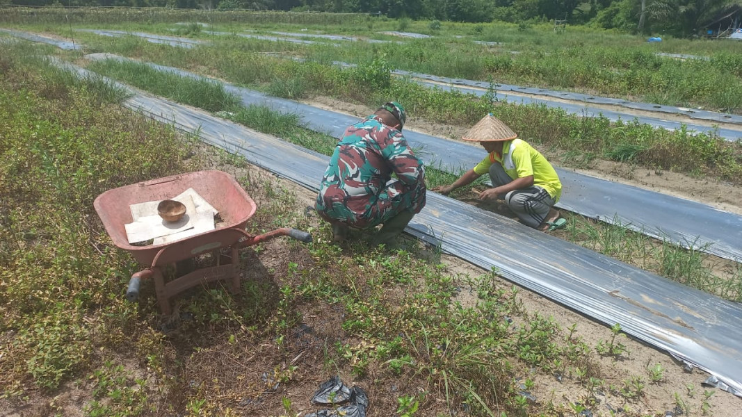 Babinsa Bukit Nenas Dukung Swasembada Pangan Dengan Pendampingan Tanaman Pare