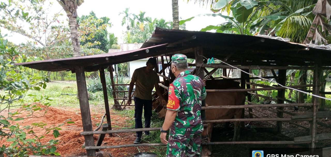 Giat Pencegahan PMK Terus Dilakukan, Serma Zul Efendi Sambangi Peternak