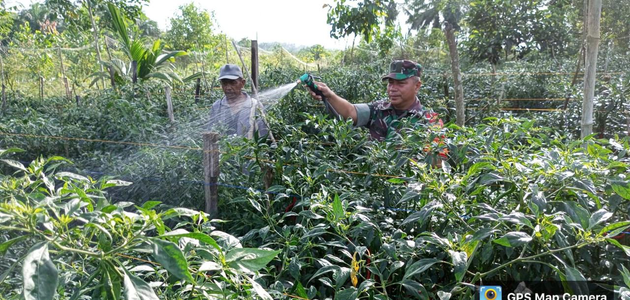 Serma Zul Efendi Bantu Pelaksanaan Giat Petani Cabe Keriting