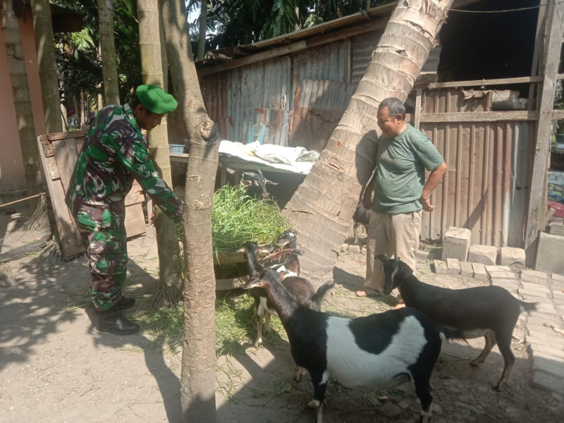 Babinsa Buluh Kasap Laksanakan Giat Cegah PMK di Wilayah Binaannya