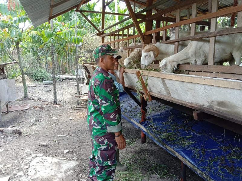 Sertu Jainal Arifin Pantau Hewan Ternak di Wilayah Binaannya
