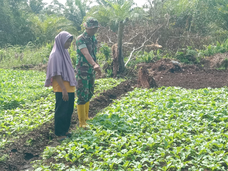 Pelaksanaan Pendampingan Oleh Serda Priyo Kepada Petani Sawi