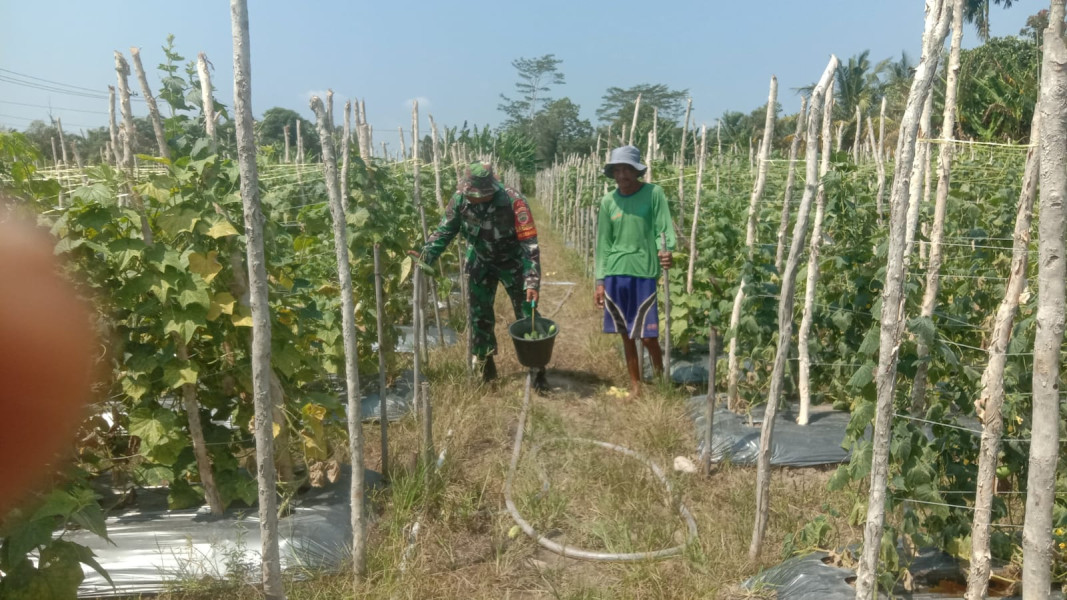 Agar Tanaman Timun Tumbuh Baik, Serda Cerzakatno Laksanakan Pendampingan