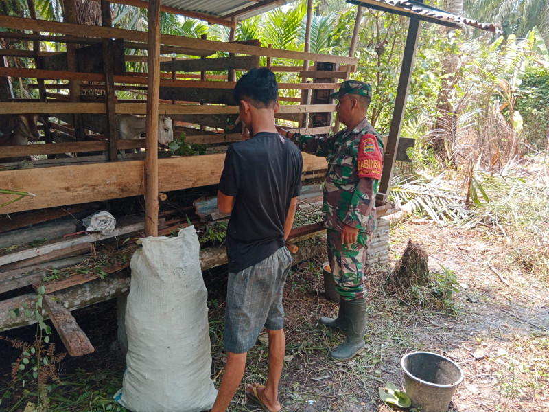 Serda Bambang Irwanto Laksanakan Pemantauan Kesehatan Sapi di Basilam Baru