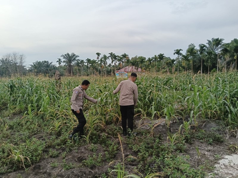 Perkuat Ketahanan Pangan: Bhabinkamtibmas Bukit Datuk Pantau Lahan Jagung Produktif