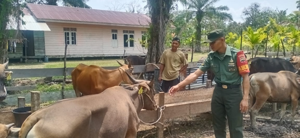 Serda CJ Silalahi Laksanakan Pengecekan Kesehatan Hewan Ternak