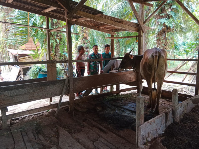 Pemantauan Kesehatan Hewan Ternak Dilakukan Serda Bambang Irwanto