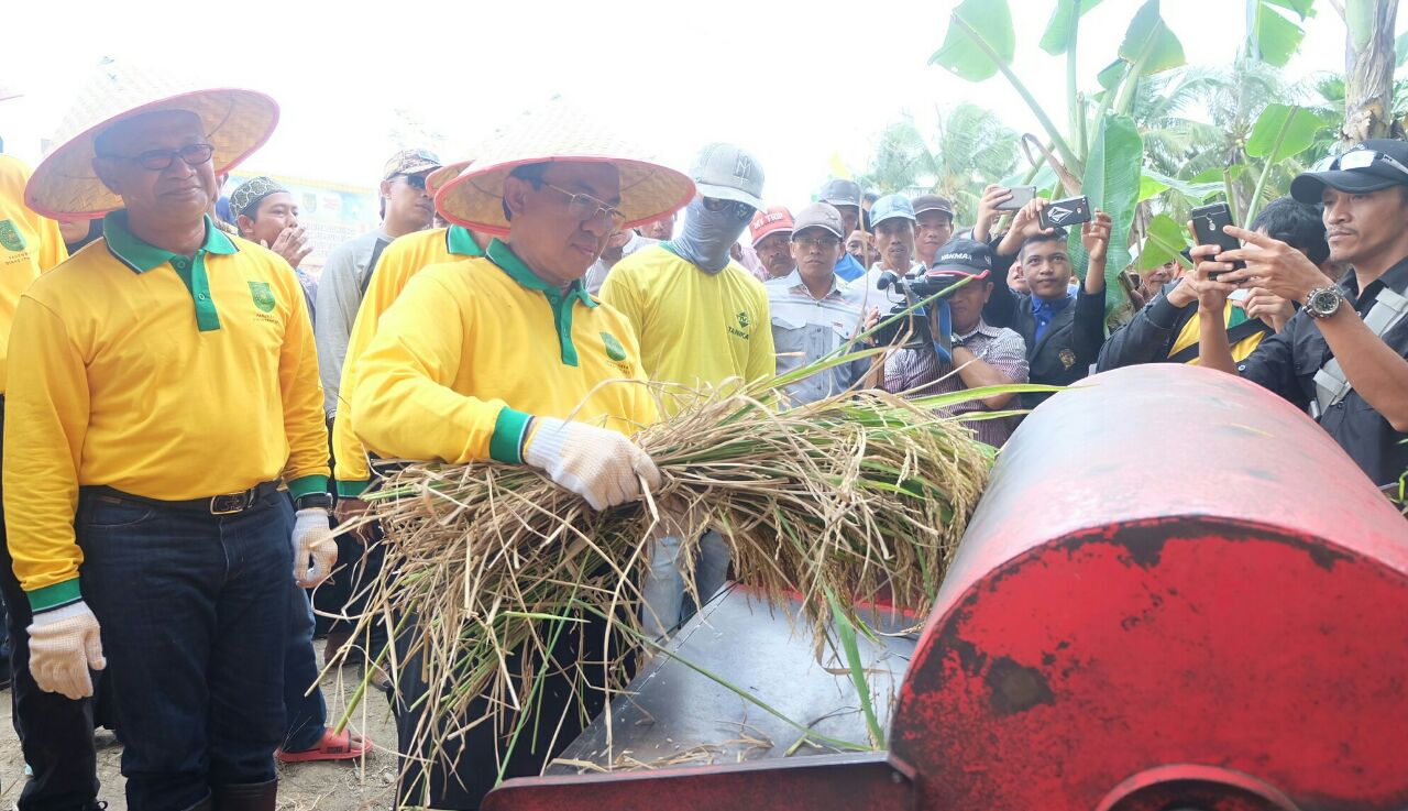 Opsus Pajale, Bupati Inhil Ikuti Panen Raya Padi di Keritang