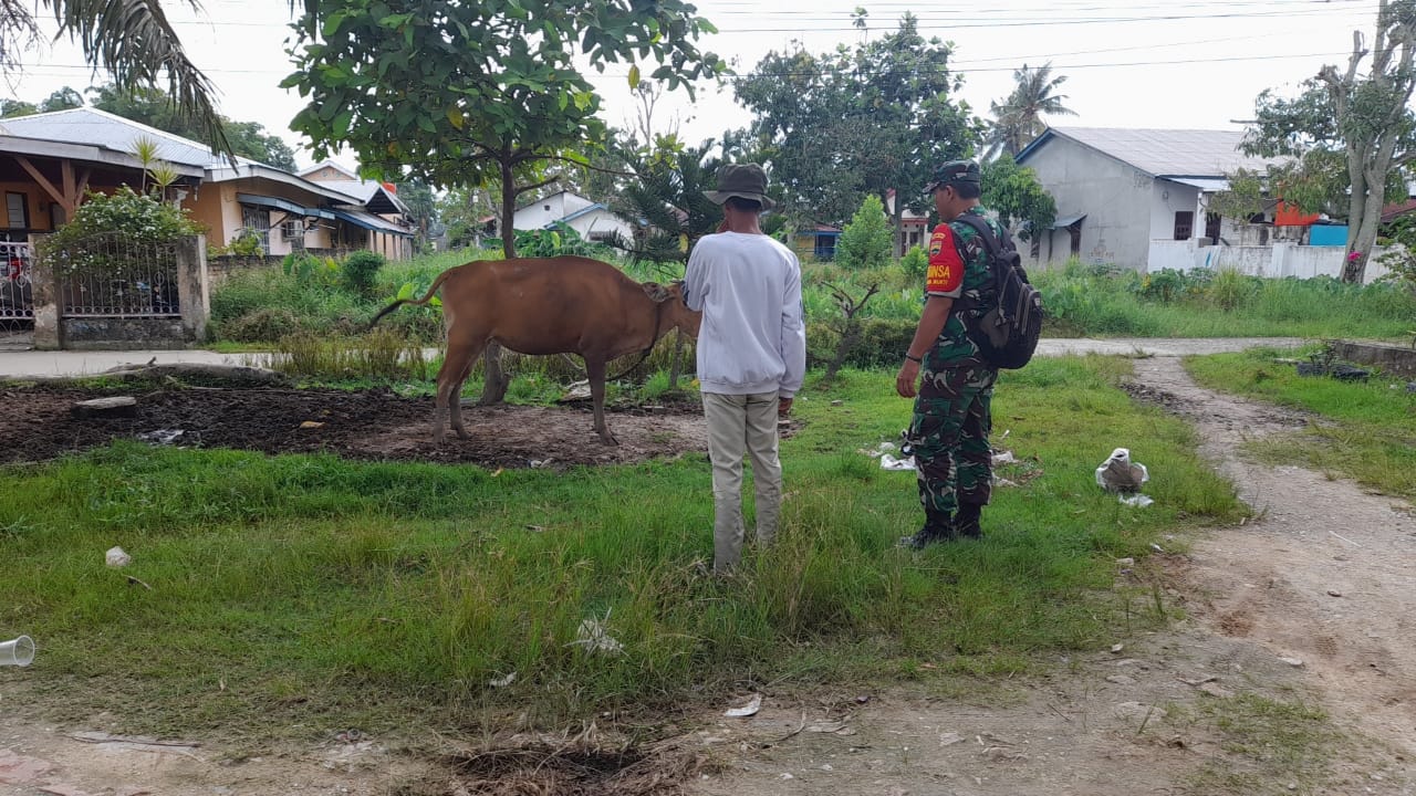 Pelda Sapi'i Pantai Peternakan di Wilayah Binaannya