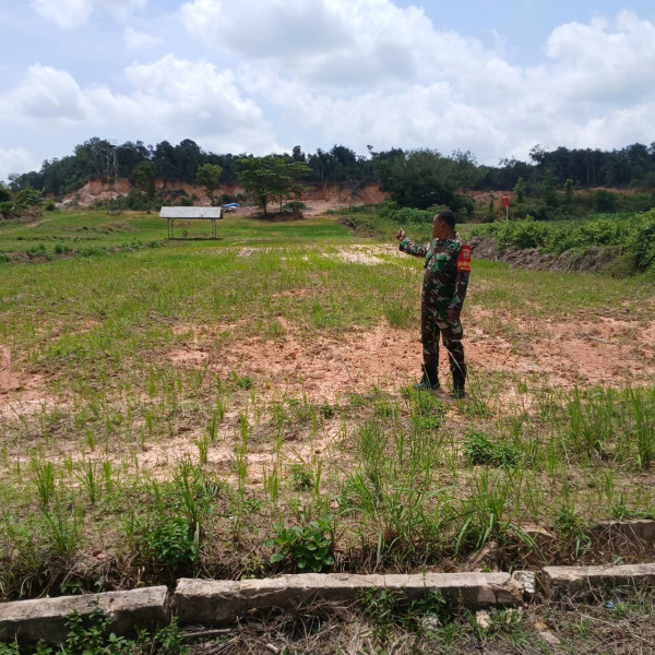 Sertu Misriyadi Lakukan Pemantauan Padi Gogo di KPT Pertanian Pelintung