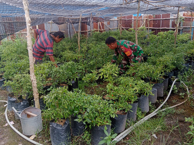 Sertu Mahyudin Dampingi Sani Selaku Petani Cabe