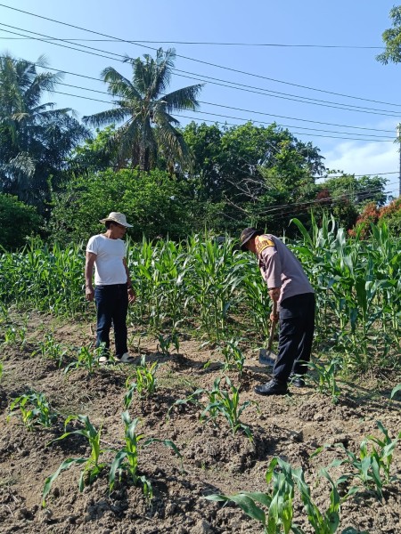 Dukung Program Ketahanan Pangan, Bhabinkamtibmas Dumai Barat Pantau Pertumbuhan Jagung Manis di Ratu Sima