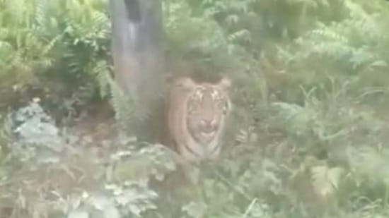 Kemunculan Harimau di Pelalawan Masih Berlanjut, Kali Ini di PT Surya Bratasena