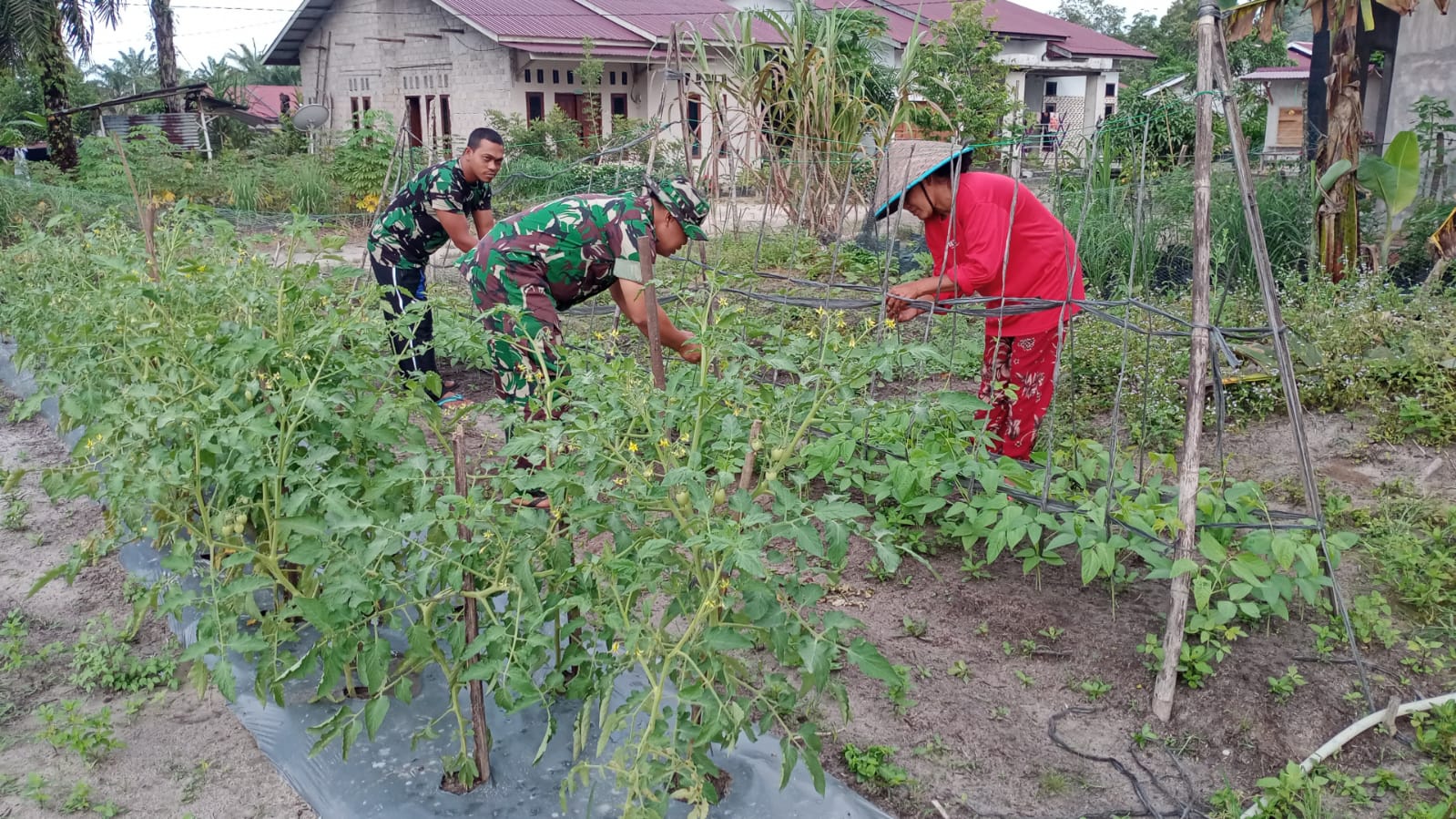 Pelda Joko Dampingi Petani Kacang Panjang dan Tomat