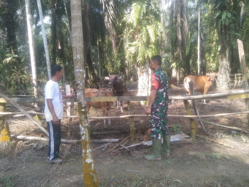 Serda Erwan Ingatkan Warga Akan Bahaya Penyakit Mulut dan Kuku pada Hewan Ternak