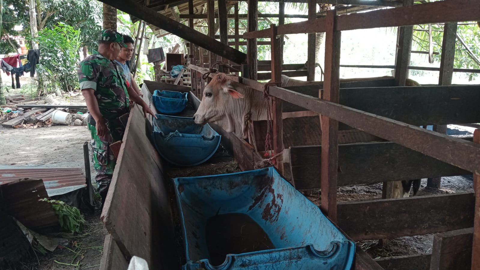 Sertu Sareh Berikan Penyuluhan Kepada Peternak Sapi