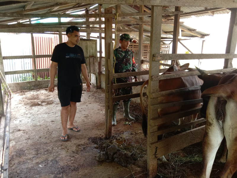 Pencegahan PMK Terus Dilakukan Oleh Sertu Jainal Arifin