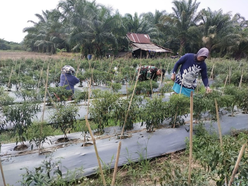 Babinsa Sosialisasikan Pertanian Ramah Lingkungan Kepada Petani Cabai di Tanjung Penyembal
