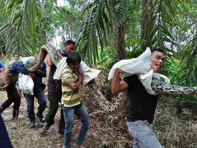 Ular Phyton 5 Meter Terbacok Warga, Dari Mulutnya Keluar Babi
