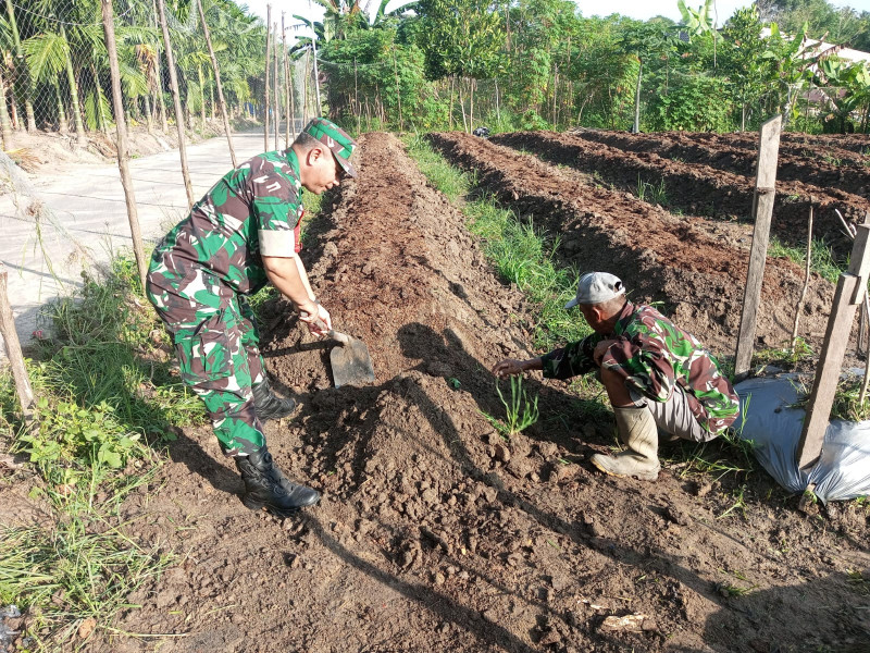 Pelaksanaan Giat Babinsa Serma Zul Efendi Kepada Petani