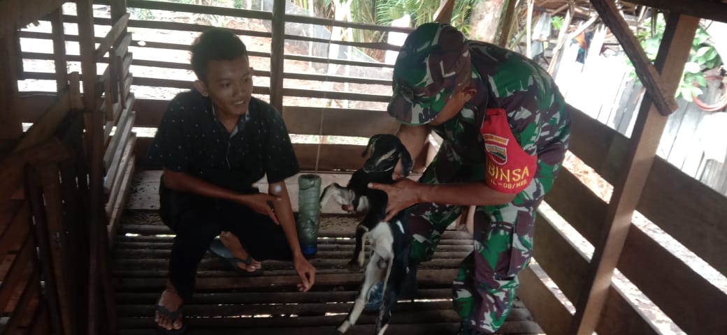 Cegah PMK, Serda Edi Saputra Pantau Hewan Ternak