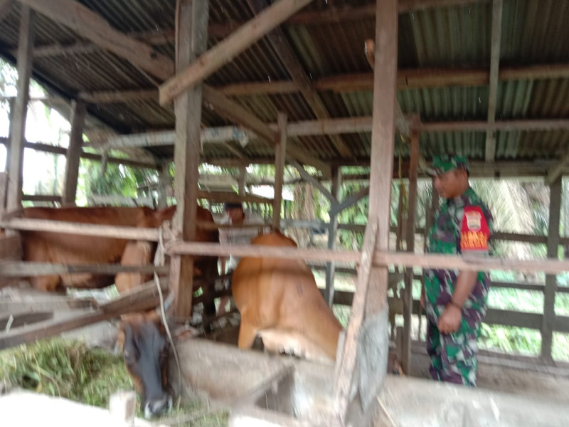 Sertu Jainal Arifin Jalankan Program Cegah PMK