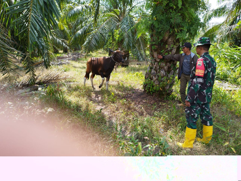 Serda Miftah Sampaikan Ciri-ciri PMK Kepada Peternak