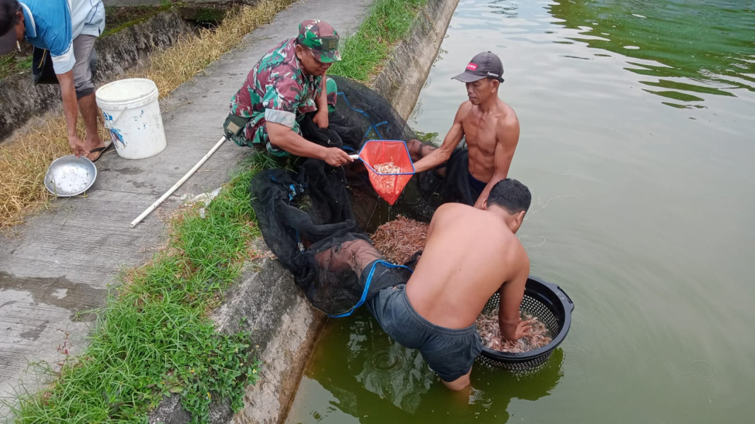 Sertu Sareh Berikan Penjelasan Mengenai Pengembangbiakan Ikan Air Tawar