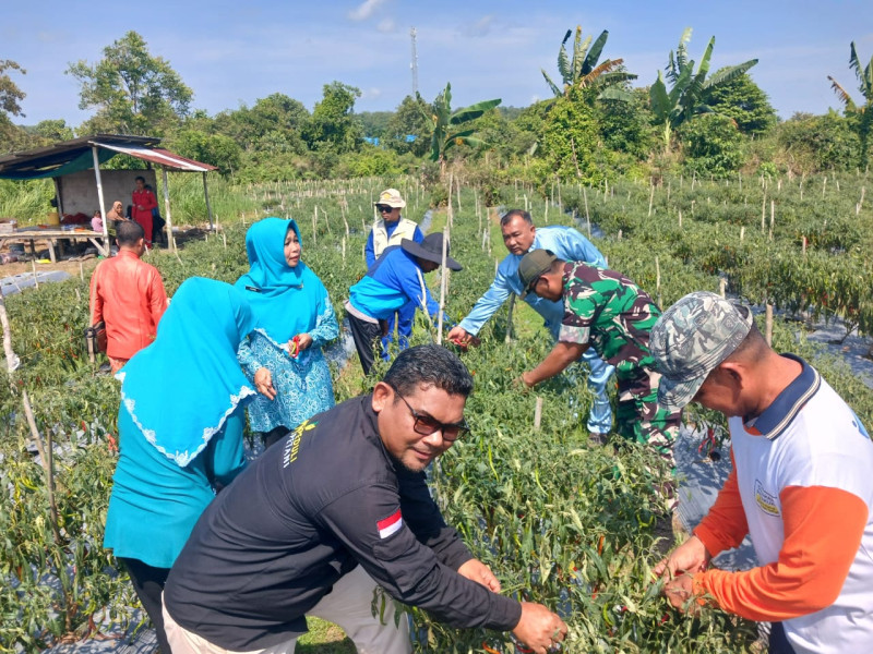 Dandim 0320/Dumai Apresiasi Panen Raya Cabe Merah di Medang Kampai