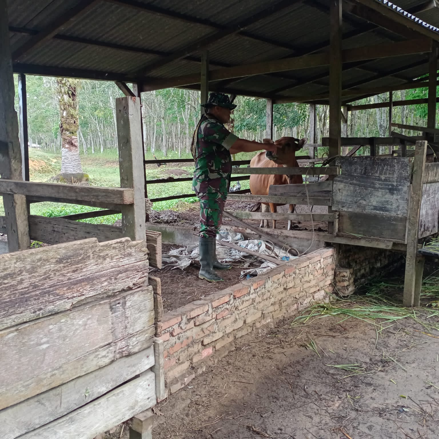 Sosialisasi dan Pengecekan Hewan Ternak Cegah PMK Oleh Pelda Joko