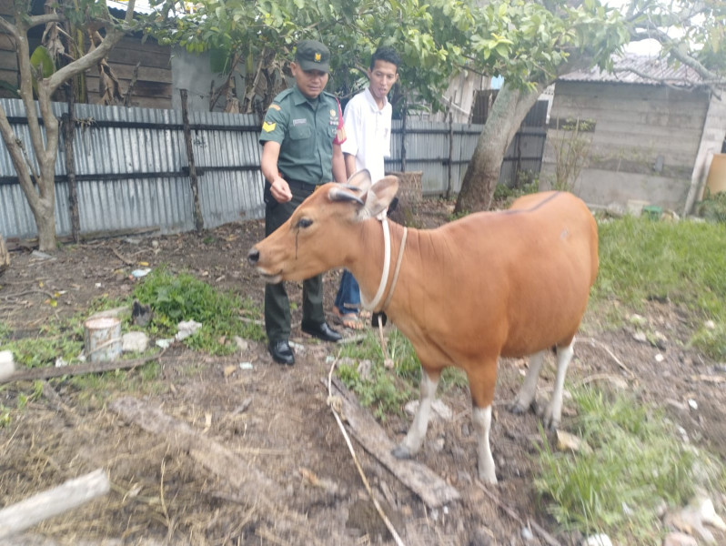 Pencegahan PMK Oleh Serka Eri Efrianto