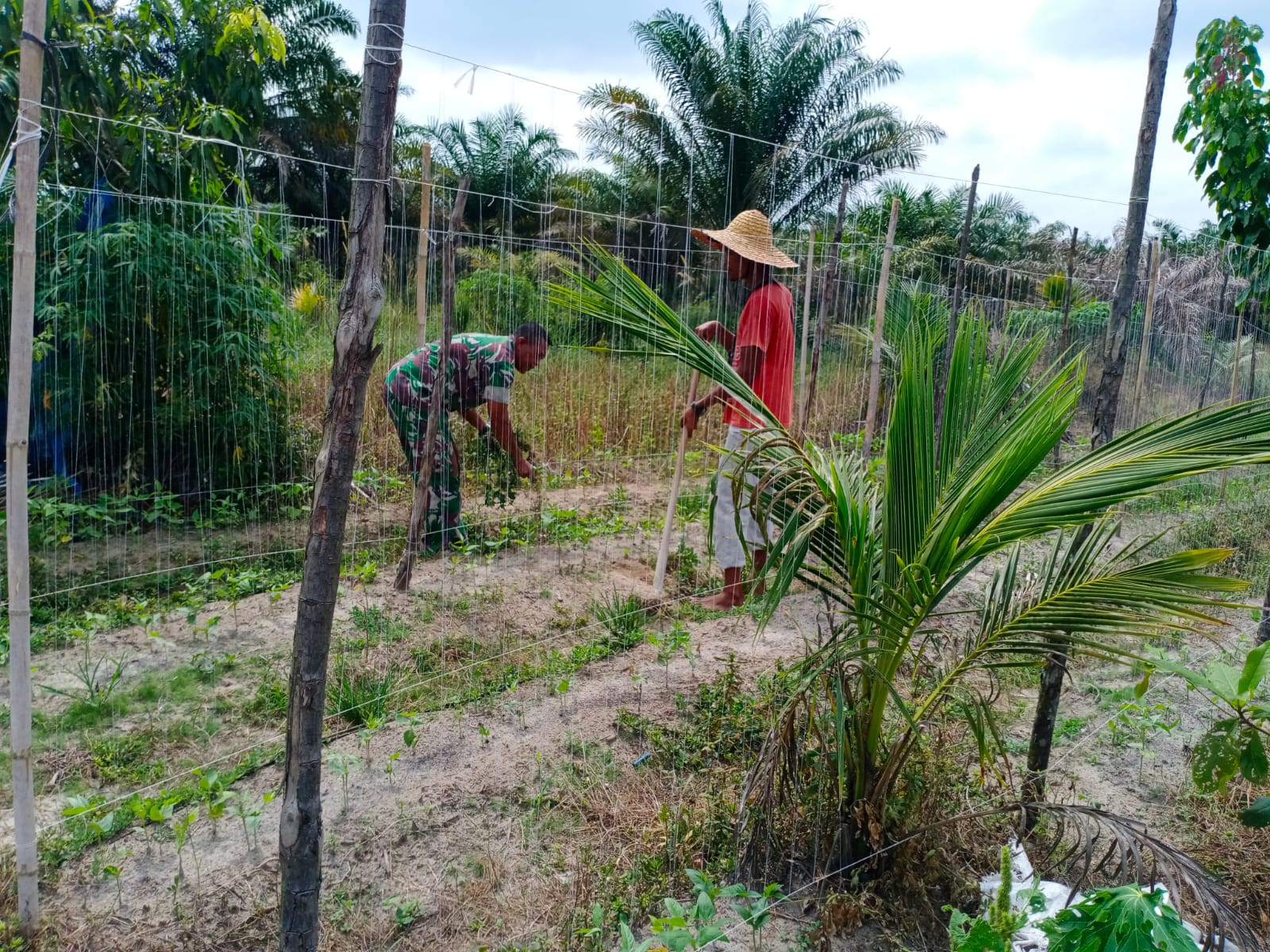 Jaga Ketahanan Pangan, Serma Azman Dampingi Petani