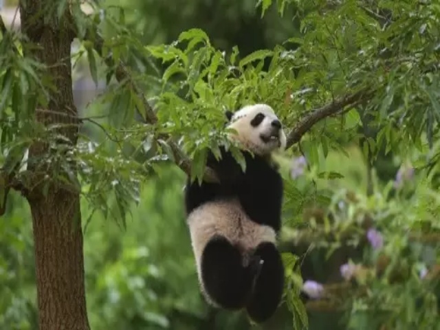 Tahukah Anda 2 Warna Bulu Panda Memiliki Banyak Manfaat