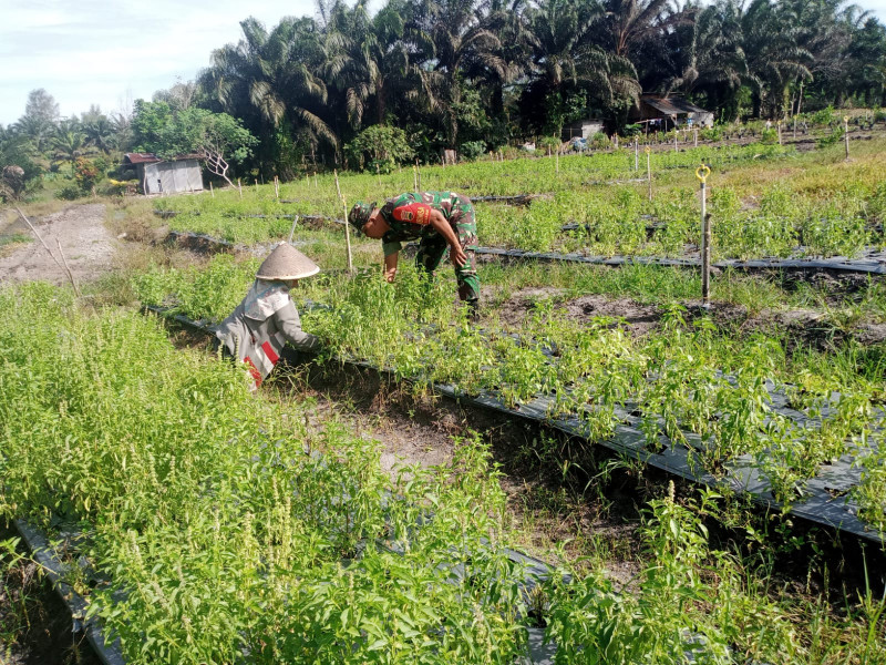 Babinsa Koramil 01 Serda Ahmad Junaidi Sambangi Petani Daun Kemangi