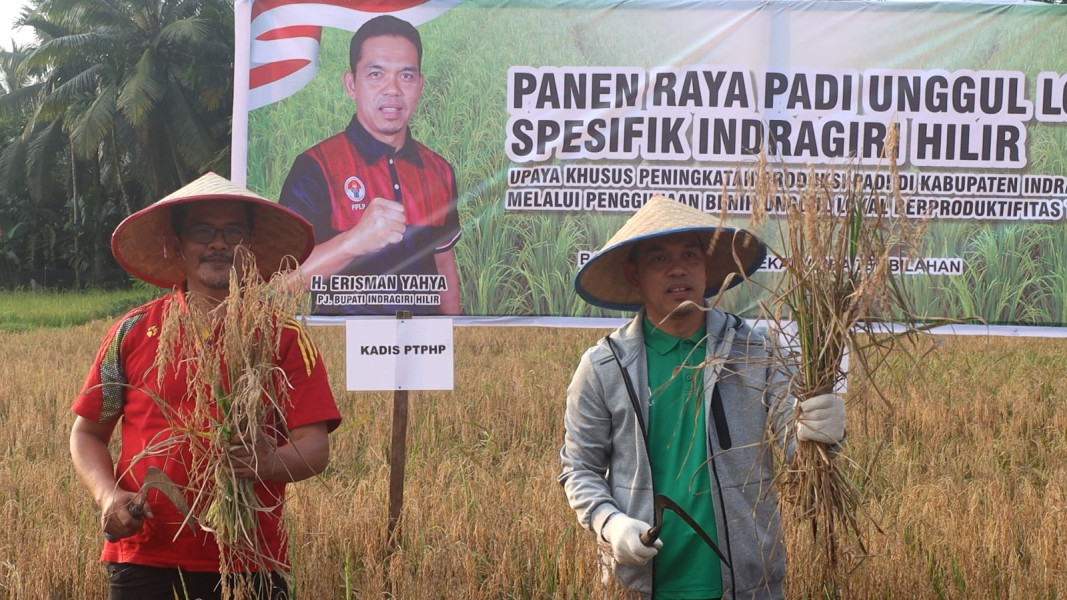 Untuk Mewujudkan Swasembada Pangan, Pj Bupati Inhil Tanam dan Panen Padi Bibit Unggul Lokal