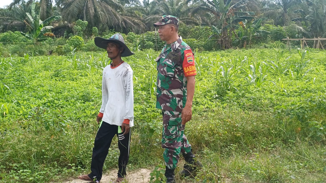 Babinsa Gurun Panjang Dampingi Petani Wujudkan Swasembada Pangan