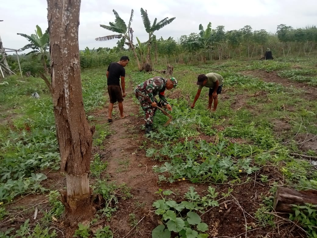 Serka Fahrizal Purba Dampingi Ucok Tanam Semangka