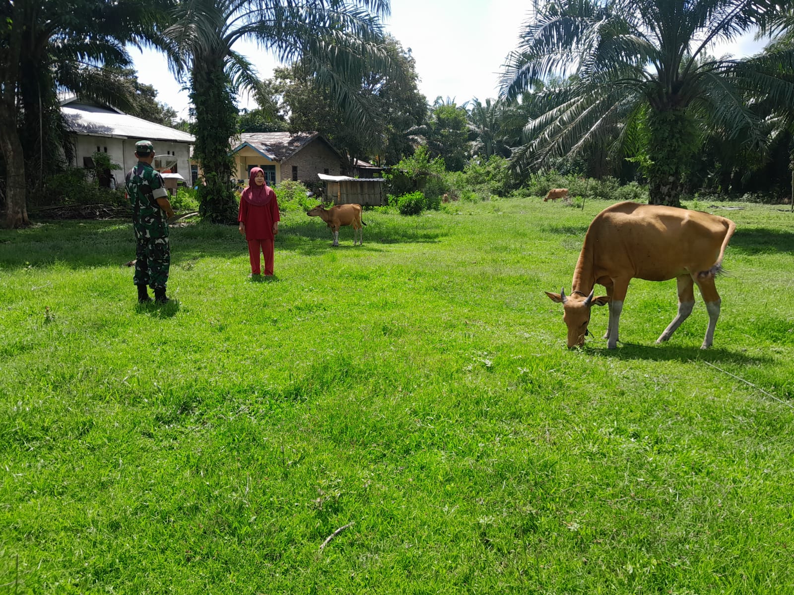 Sertu Aslim Lubis Sambangi Peternak Untuk Sosialisasi Cegah PMK