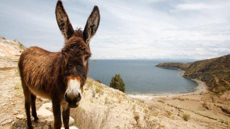 15 ABG di Maroko Tewas Terkena Rabies, Ini Penyebabnya...
