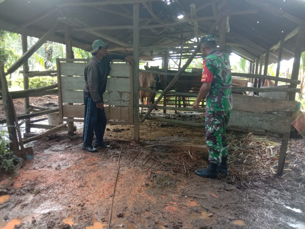 Giat Sertu Ramli Untuk Mencegah PMK
