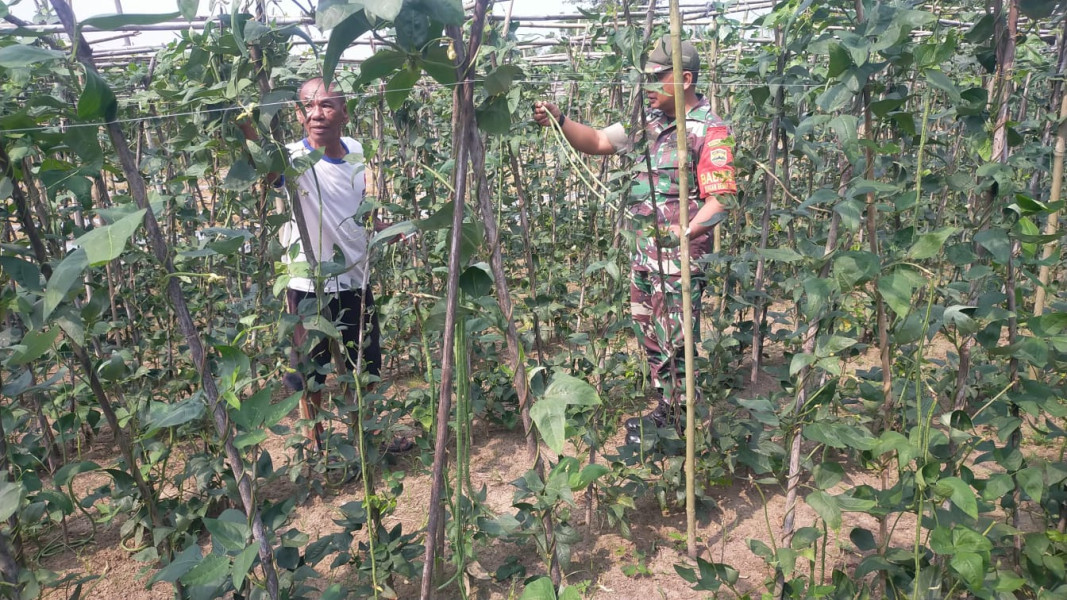 Petani Kacang Panjang Dapatkan Pembekalan Dari Serda Jum'at Desmanto