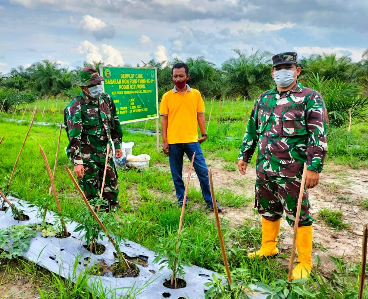 Kasdim Rohil Tinjau Demplot Cabai Program TMMD di Kepenghuluan Suak Temenggung