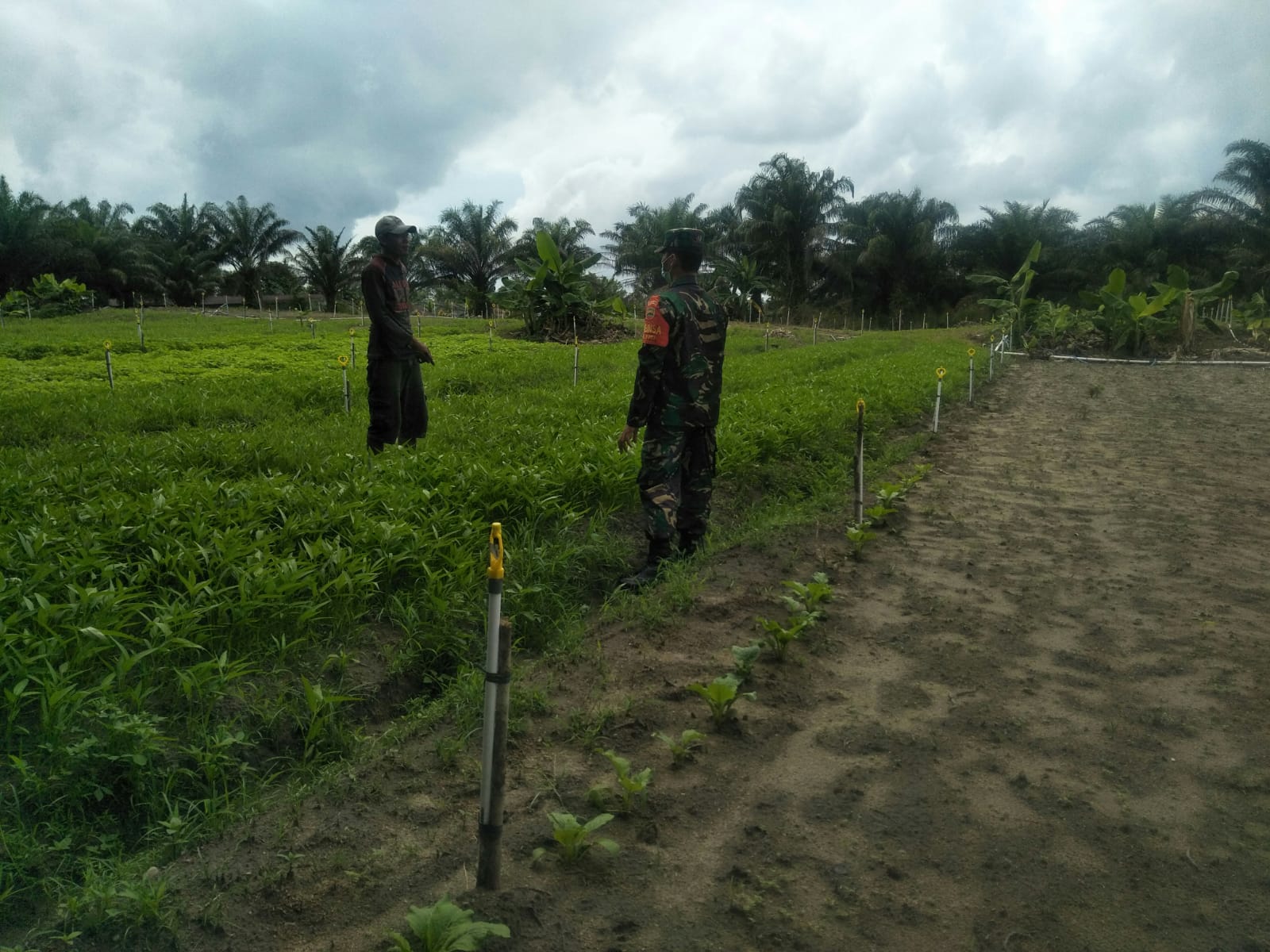 Serda Boby Bantu Petani Kangkung dan Ingatkan Bahaya Karhutla