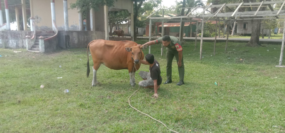 Pastikan Wilayahnya Aman Dari PMK, Pratu Rahmad Cek Peternakan