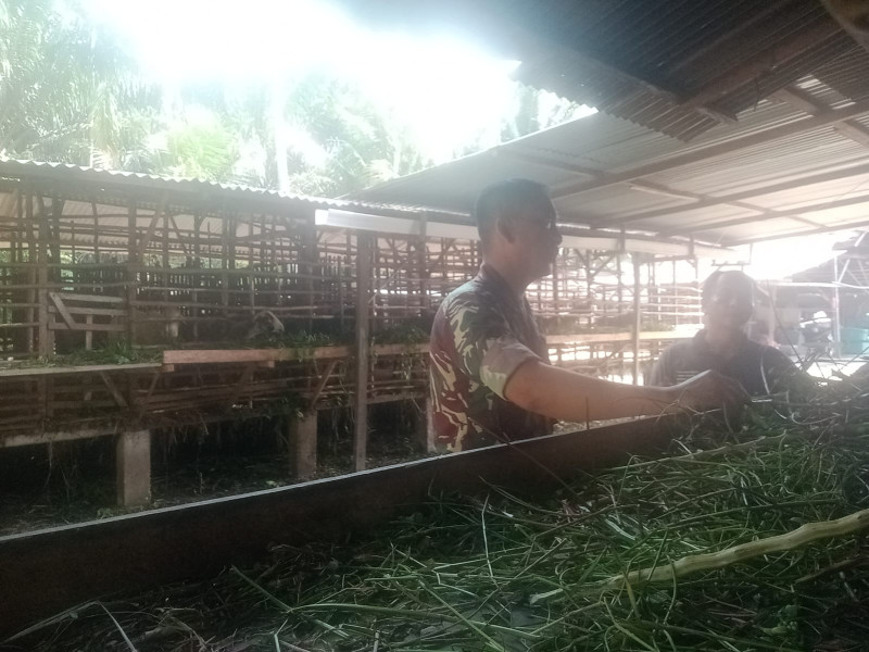 Babinsa Koramil-01/Dumai Sosialisasi Cegah PMK di Peternakan Bagan Keladi
