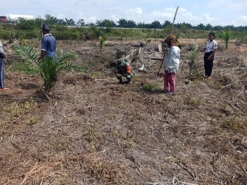 Serka Albinur Lubis Bantu Petani Binaan Untuk Menanam Padi