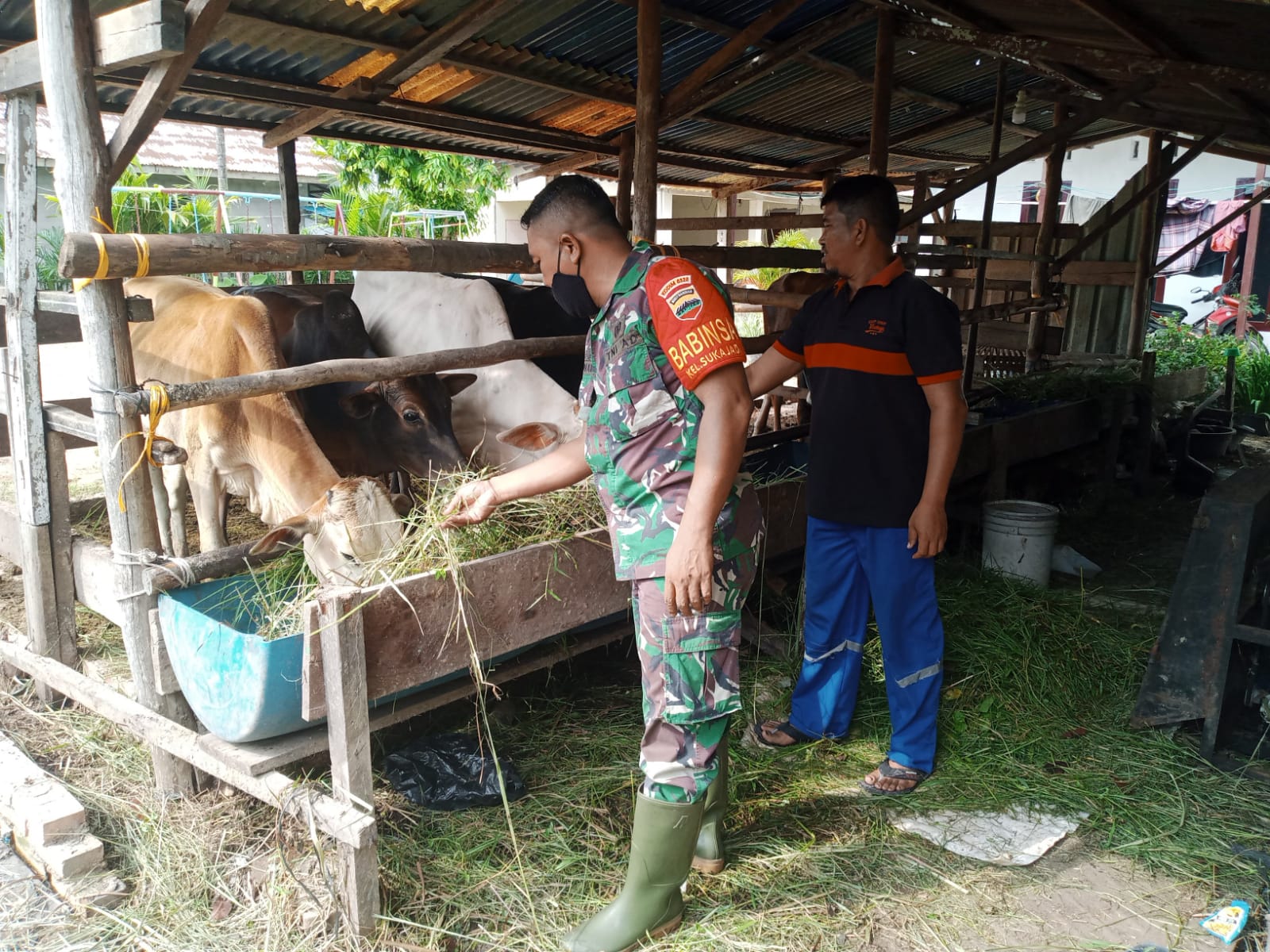 Cegah PMK di Wilayahnya, Serda Ahmad Junaidi Laksanakan Sosialisasi