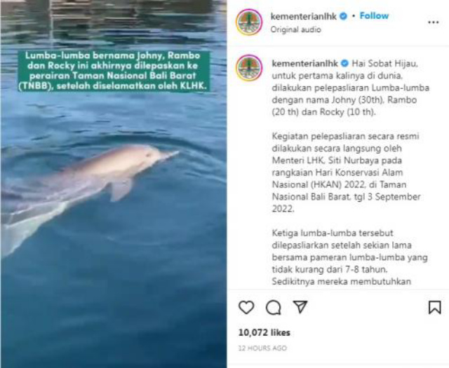 Pelepasliaran Lumba-lumba Pertama Kalinya di Dunia, Indonesia Tuai Pujian