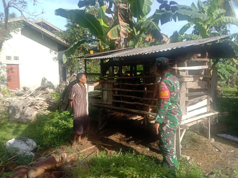 Pengecekan Kesehatan Hewan Oleh Serda Priyo Sudarmo