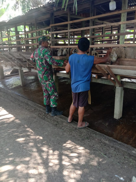 Dedikasi Babinsa Sertu Afnal Dalam Mencegah PMK